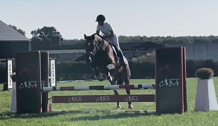 Spring dressuur paard en recreatie E pony, Dieren en Toebehoren, Paarden, Ruin, M