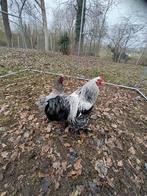Brahma Haan 6 maand, Dieren en Toebehoren, Pluimvee, Mannelijk, Kip