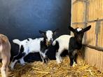 Tri collor  dwerggeit zusjes met belletjes te koop., Dieren en Toebehoren, Schapen, Geiten en Varkens, Vrouwelijk, Geit, 0 tot 2 jaar