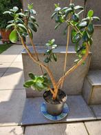 Succulente plant: Crassula ovata of jadeboom, Huis en Inrichting, Kamerplanten, Ophalen, Vetplant, Halfschaduw, In pot