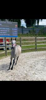 2 jarig springpaard, Merrie, Springpaard, Gechipt, 0 tot 2 jaar