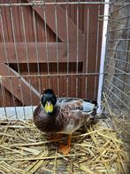 Hollandse kwaker mees, Dieren en Toebehoren, Mannelijk, Eend