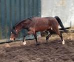 Bomproof super knappe betuigde ruin!, Dieren en Toebehoren, Ruin, 3 tot 6 jaar, B pony (1.17m tot 1.27m), Tuigpony