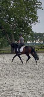 6 jarige dressuur ruin, Dieren en Toebehoren, Paarden, B, Gechipt, Ruin, Dressuurpaard
