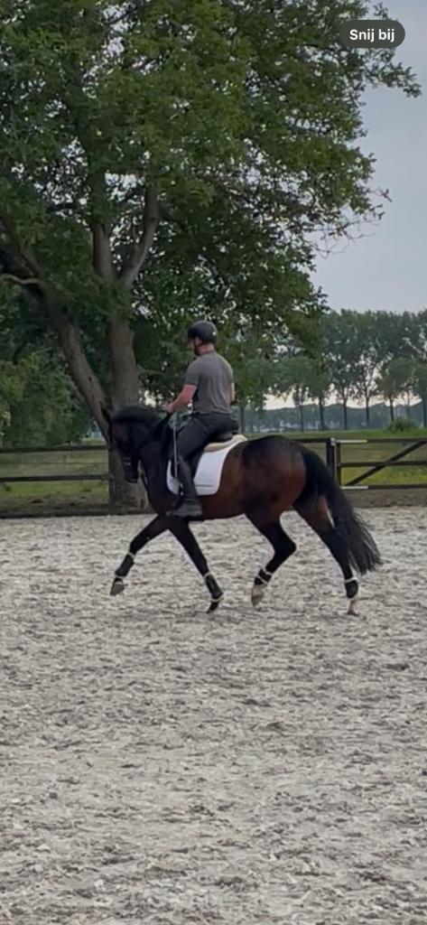 6 jarige dressuur ruin, Dieren en Toebehoren, Paarden, Ruin, B, 165 tot 170 cm, 3 tot 6 jaar, Dressuurpaard, Met stamboom, Gechipt