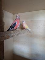 Bourke parkiet koppel 2023, Dieren en Toebehoren, Meerdere dieren, Parkiet, Geringd