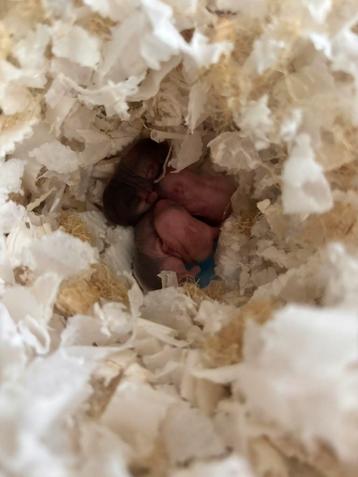 Dwerghamster babys beschikbaar voor biedingen