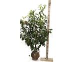 Overstock Prunus caucasica 125/150, Tuin en Terras, Planten | Struiken en Hagen, Ophalen, Laurier, Struik, 100 tot 250 cm