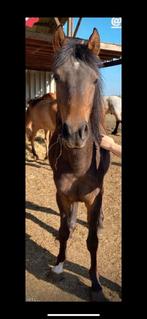 Merrie, Merrie, Zadelmak, 3 tot 6 jaar, Recreatiepony