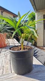 palmboom, Ophalen, In pot, Halfschaduw, Palmboom