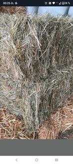 Foin coupe de mi juillet en petits ballots