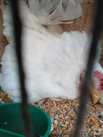 Chabo kip met 8 kuikens, Dieren en Toebehoren, Kip