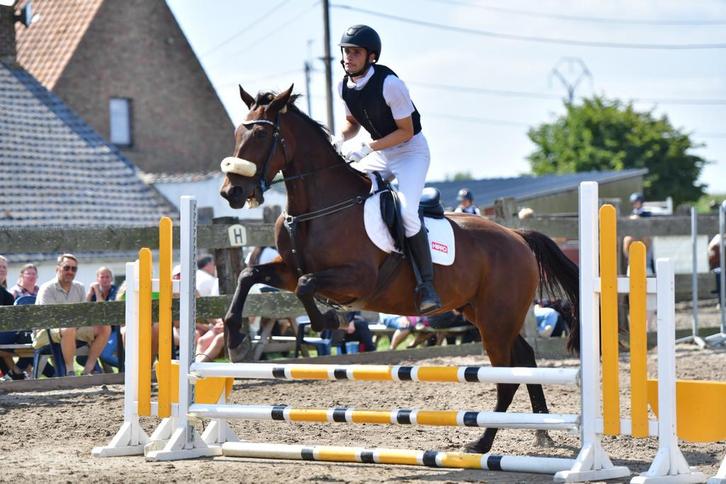 10 jarige Ruin te koop, Animaux & Accessoires, Poneys, Hongre