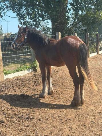 leuke pony beschikbaar voor biedingen