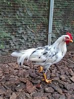 Jonge hanen bonte leghorn -  exchequer
