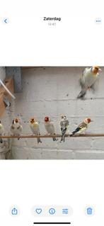 Putters Distelvinken 2025, Dieren en Toebehoren, Vogels | Kanaries