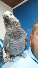 Gris de Gabon eam 10 mois, Animaux & Accessoires