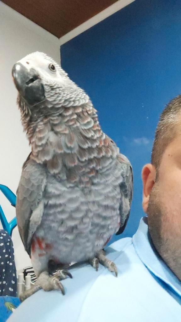 Gris de Gabon eam 10 mois, Animaux & Accessoires, Oiseaux | Perruches & Perroquets