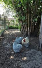 Broedeieren cochin parelgrijs, Dieren en Toebehoren, Pluimvee, Kip