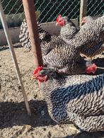 Broedeieren amrock, Dieren en Toebehoren