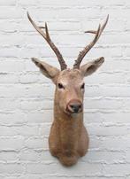 Statige opgezette kop SIBERISCHE REEBOK  - Altai Siberië, Verzamelen, Dierenverzamelingen, Ophalen, Gebruikt, Hert, Opgezet dier