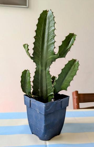 Koopje: 37cm vetplant beschikbaar voor biedingen