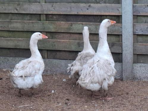 Sebastopol ganzen broedeieren, Dieren en Toebehoren, Pluimvee