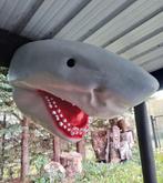 Haaienkop met een diameter van 80 cm x 60 cm