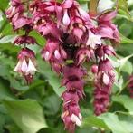 Leycesteria formosa / Faezntenbes, Ophalen, Struik