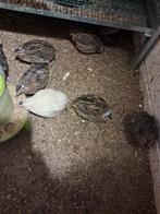 A vendre 12 cailles du japon femelles avec 2 mâles a andenne, Animaux & Accessoires, Volatiles, Plusieurs animaux, Autres espèces