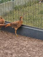 Trio goudfazanten te koop