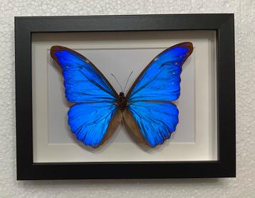 Morpho rhetenor in 3d kader beschikbaar voor biedingen