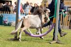 Falabella mini paardje, Dieren en Toebehoren, Gechipt, Niet van toepassing, 0 tot 2 jaar, Hengst