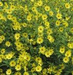 Doorlevende zonnebloem, Volle zon, Vaste plant, Herfst, Ophalen