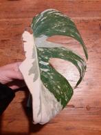 Monstera variegata stek, Huis en Inrichting, Kamerplanten, Ophalen of Verzenden