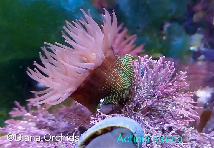 Zeeaquarium Anemoon Actinia striata, Dieren en Toebehoren, Vissen | Aquariumvissen