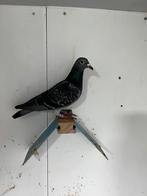 Duivin van 2025, Animaux & Accessoires, Oiseaux | Pigeons, Femelle, Pigeon voyageur
