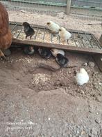 Kuikens, Dieren en Toebehoren