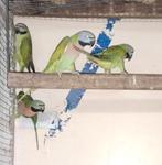 Kweekrijpe baard parkiet poppen, Dieren en Toebehoren, Vogels | Overige Vogels