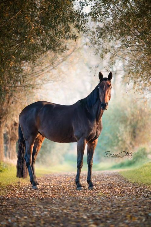 10jarige ruin te koop, Dieren en Toebehoren, Paarden, Ruin, Niet van toepassing, 160 tot 165 cm, 7 tot 10 jaar, Springpaard, Met stamboom