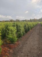 Taxus (Taxus baccata), Enlèvement, Conifère