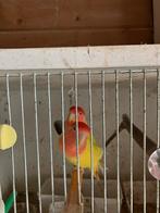 HALF TAM KWEEKKOPPEL DWERGPAPEGAAIKES 80 EURO/KOPPEL, Dieren en Toebehoren, Vogels | Parkieten en Papegaaien, Meerdere dieren