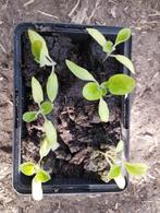 Bakje met 6 bio-plantjes aubergine, Tuin en Terras, Ophalen, Eenjarig, Groenteplanten