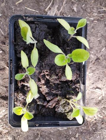 Bakje met 6 bio-plantjes aubergine beschikbaar voor biedingen