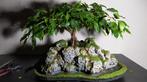 bonsai ficus + pot fait main, Maison & Meubles, Plantes d'intérieur, Enlèvement, Bonsai