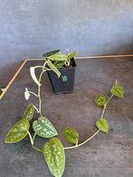 Scindapsus pictus argyraeus nr 8    3 stekken, Enlèvement