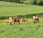 Haflinger stamboek veulens te koop, Recreatiepaard, Meerdere dieren, 0 tot 2 jaar, Gechipt