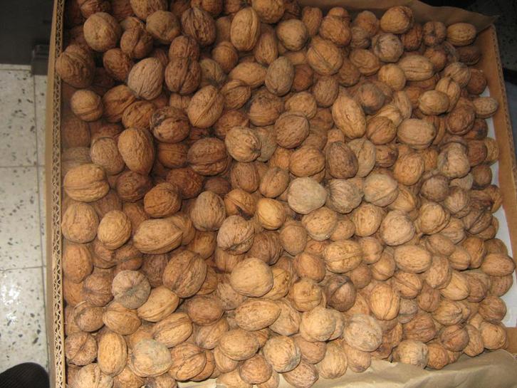 WALNOTEN, Diversen, Levensmiddelen, Ophalen