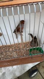 Canaris, Animaux & Accessoires, Oiseaux | Canaris