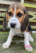 Beagle pups, Dieren en Toebehoren, CDV (hondenziekte), Meerdere, Teef, 8 tot 15 weken